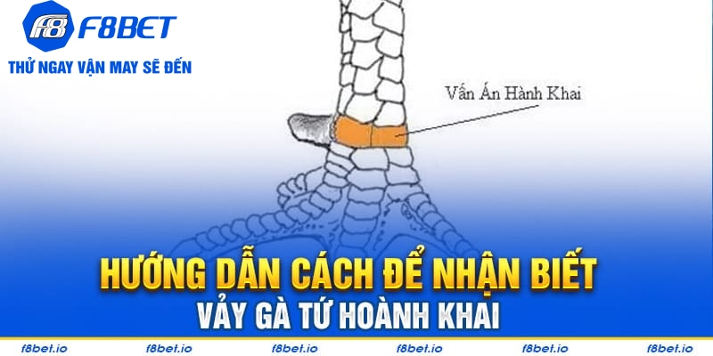 Vảy Gà Tứ Hoành Khai Và Những Điều Cần Biết 2026