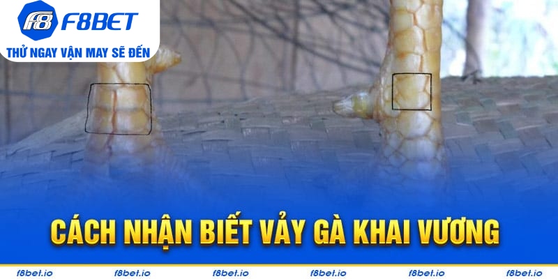 Bật Mí Vảy Gà Khai Vương Và Cách Nhận Biết Chúng Ra Sao?
