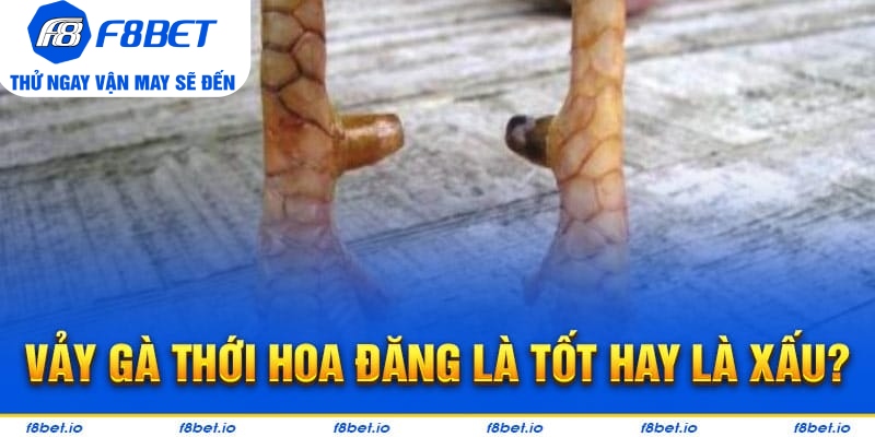 Vảy Gà Thới Hoa Đăng - Bí Kíp Lựa Chiến Kê Tốt F8bet