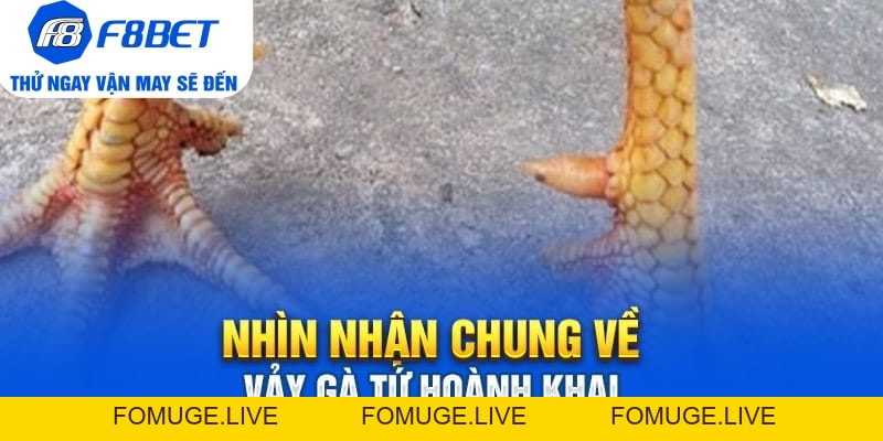 Vảy Gà Tứ Hoành Khai Và Những Điều Cần Biết 2026