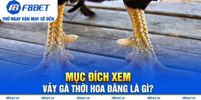 Vảy Gà Thới Hoa Đăng - Bí Kíp Lựa Chiến Kê Tốt F8bet