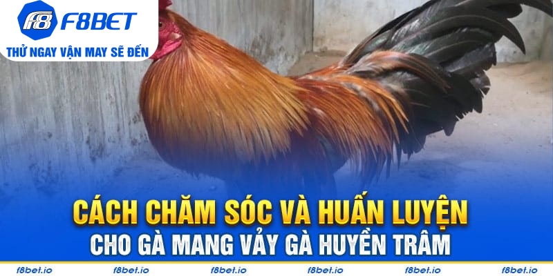 Vảy Gà Huyền Trâm – Cách Xem Cực Chuẩn Cho Người Mới