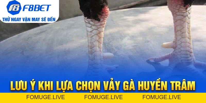 Vảy Gà Huyền Trâm – Cách Xem Cực Chuẩn Cho Người Mới