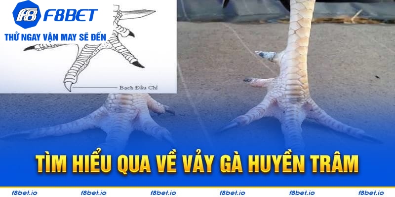 Vảy Gà Huyền Trâm – Cách Xem Cực Chuẩn Cho Người Mới