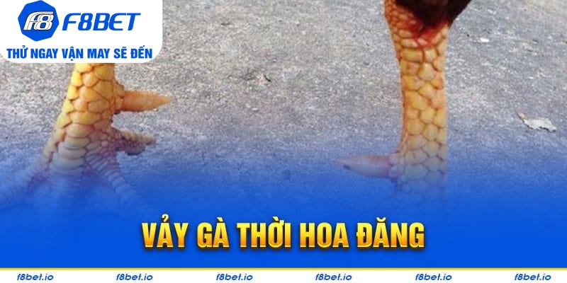 Vảy Gà Thới Hoa Đăng - Bí Kíp Lựa Chiến Kê Tốt F8bet