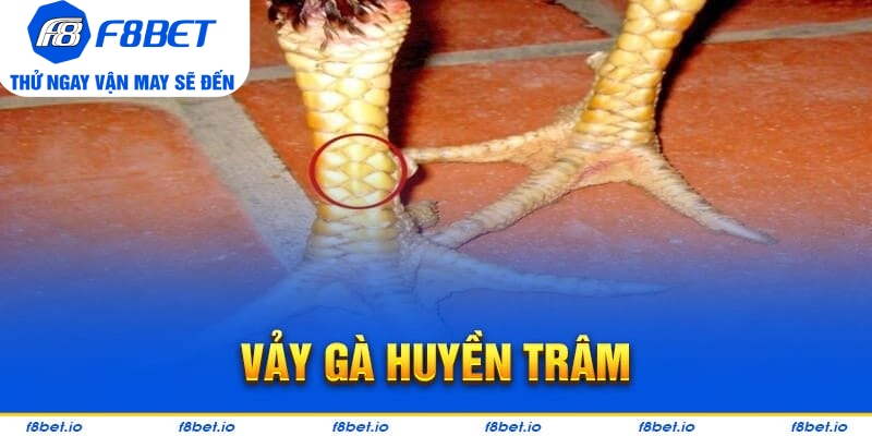 Vảy Gà Huyền Trâm – Cách Xem Cực Chuẩn Cho Người Mới