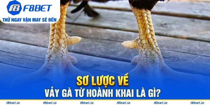 Vảy Gà Tứ Hoành Khai Và Những Điều Cần Biết 2026