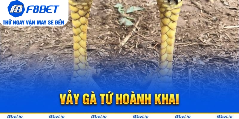 Vảy Gà Tứ Hoành Khai Và Những Điều Cần Biết 2026