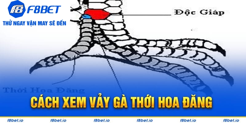 Vảy Gà Thới Hoa Đăng - Bí Kíp Lựa Chiến Kê Tốt F8bet