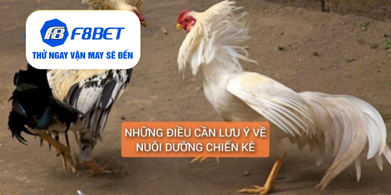 Gà Chân Lông Vảy Loạn Là Gì? Cách Nuôi Dưỡng Huấn Luyện - f8bet