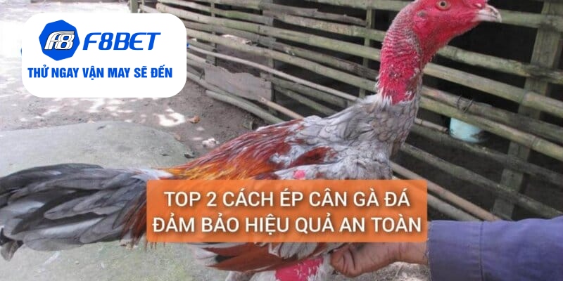 Top 2 Cách Ép Cân Gà Đá Đảm Bảo Gà Vẫn Khỏe Và Săn Chắc - f8bet