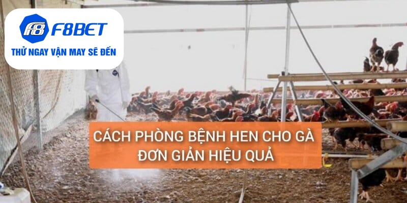 Chữa Bệnh Hen Ở Gà Điều Trị Dứt Điểm Trong 5 Ngày - f8bet
