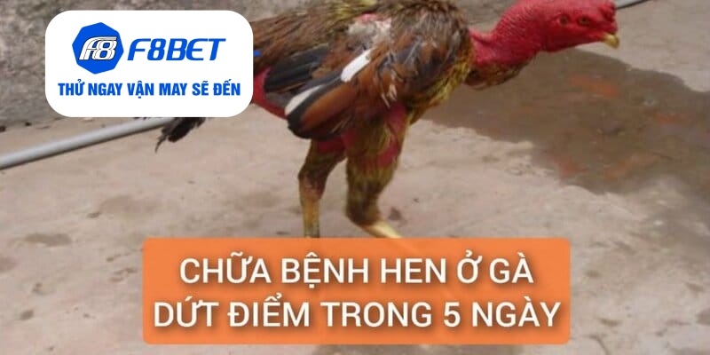 Chữa Bệnh Hen Ở Gà Điều Trị Dứt Điểm Trong 5 Ngày - f8bet