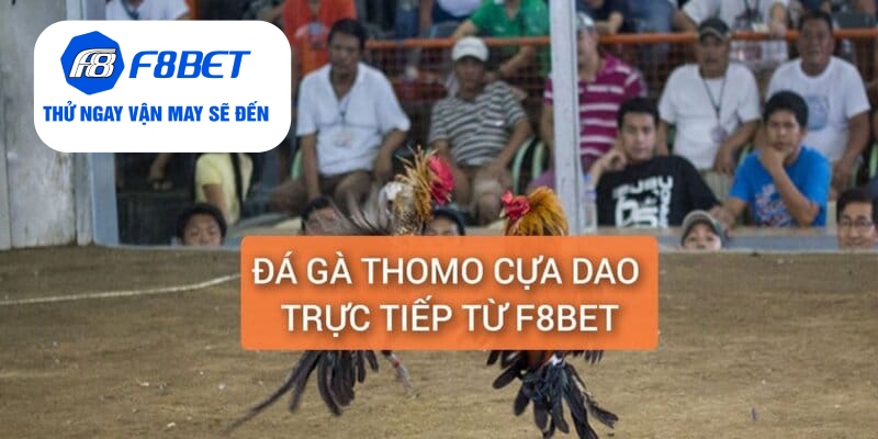 Đá Gà Thomo Cựa Dao Trực Tiếp Từ F8BET Gay Cấn, Hấp Dẫn - f8bet