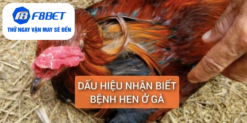Chữa Bệnh Hen Ở Gà Điều Trị Dứt Điểm Trong 5 Ngày - f8bet