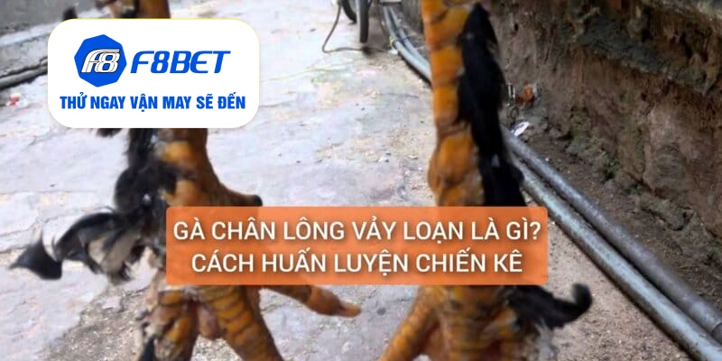 Gà Chân Lông Vảy Loạn Là Gì? Cách Nuôi Dưỡng Huấn Luyện - f8bet