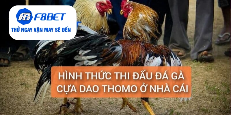 Đá Gà Thomo Cựa Dao Trực Tiếp Từ F8BET Gay Cấn, Hấp Dẫn - f8bet