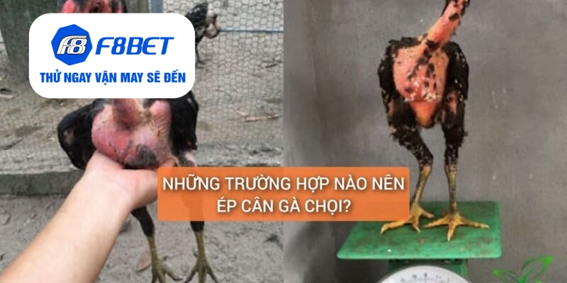 Top 2 Cách Ép Cân Gà Đá Đảm Bảo Gà Vẫn Khỏe Và Săn Chắc - f8bet
