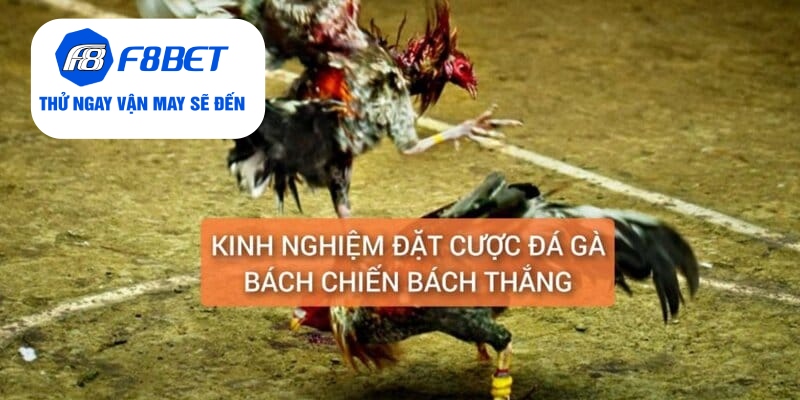 Đá Gà Thomo Cựa Dao Trực Tiếp Từ F8BET Gay Cấn, Hấp Dẫn - f8bet