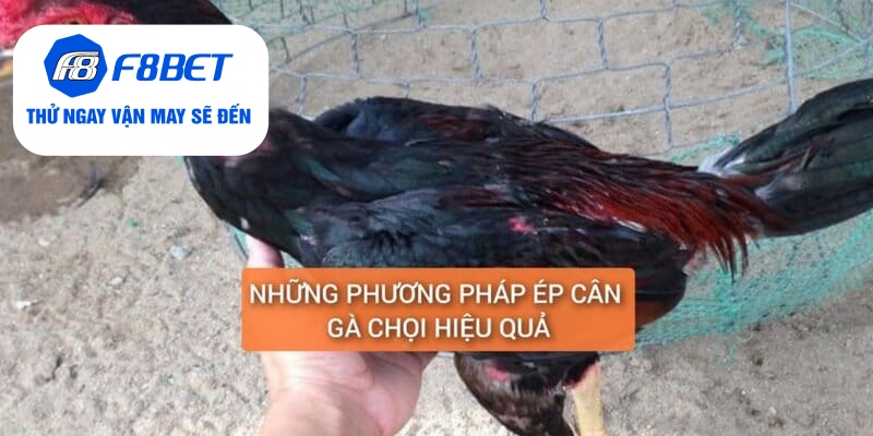Top 2 Cách Ép Cân Gà Đá Đảm Bảo Gà Vẫn Khỏe Và Săn Chắc - f8bet