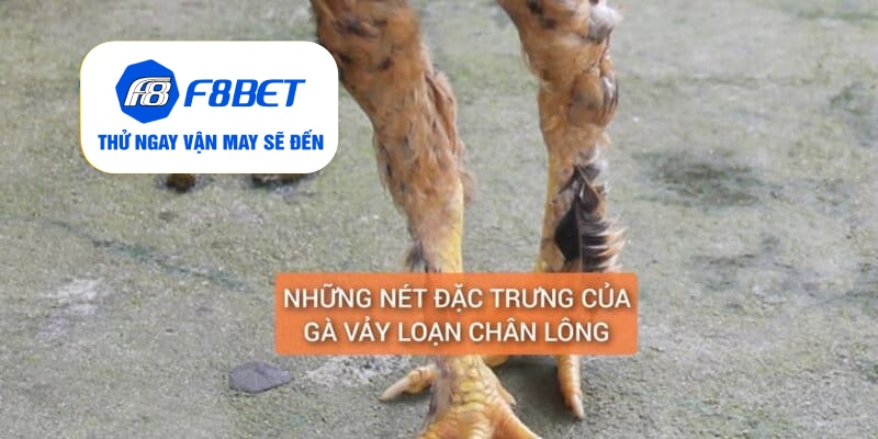 Gà Chân Lông Vảy Loạn Là Gì? Cách Nuôi Dưỡng Huấn Luyện - f8bet