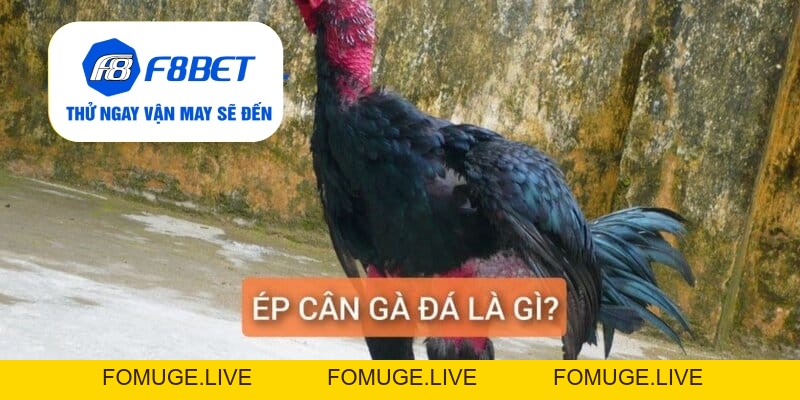 Top 2 Cách Ép Cân Gà Đá Đảm Bảo Gà Vẫn Khỏe Và Săn Chắc - f8bet