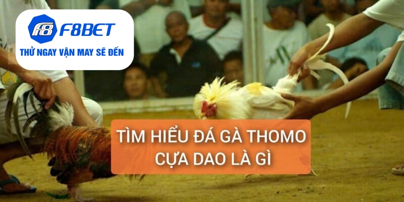 Đá Gà Thomo Cựa Dao Trực Tiếp Từ F8BET Gay Cấn, Hấp Dẫn - f8bet