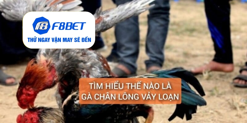Gà Chân Lông Vảy Loạn Là Gì? Cách Nuôi Dưỡng Huấn Luyện - f8bet