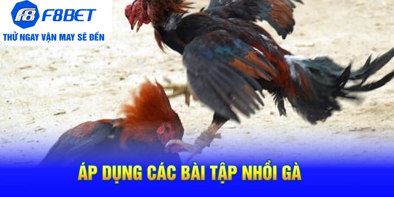 Cách Tập Lực Cho Gà Chọi Siêu Khỏe Và Hiệu Quả 
