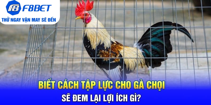 Cách Tập Lực Cho Gà Chọi Siêu Khỏe Và Hiệu Quả 