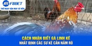 Đá Gà F8bet | Sảnh Cược Gà Đá Uy Tín Cho Các Kê Thủ