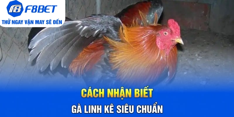 Cách Nhận Biết Gà Linh Kê Nhất Định Các Sư Kê Cần Nắm Rõ