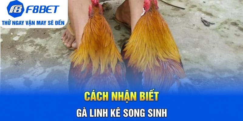 Cách Nhận Biết Gà Linh Kê Nhất Định Các Sư Kê Cần Nắm Rõ