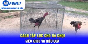 Đá Gà F8bet | Sảnh Cược Gà Đá Uy Tín Cho Các Kê Thủ