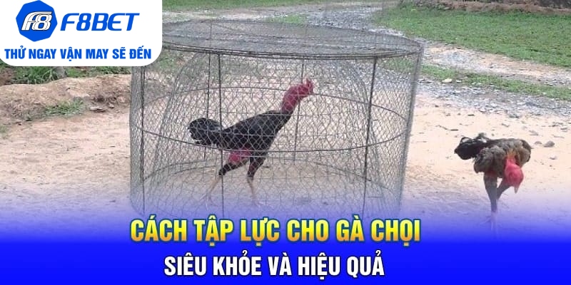 Cách Tập Lực Cho Gà Chọi Siêu Khỏe Và Hiệu Quả 