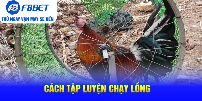 Cách Tập Lực Cho Gà Chọi Siêu Khỏe Và Hiệu Quả 