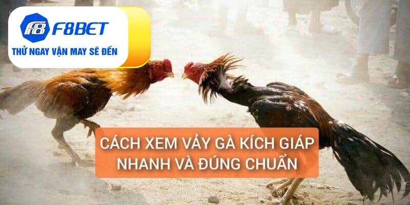 Vảy Gà Kích Giáp Là Gì? Đánh Giá Sức Chiến Đấu Chiến Kê - f8bet