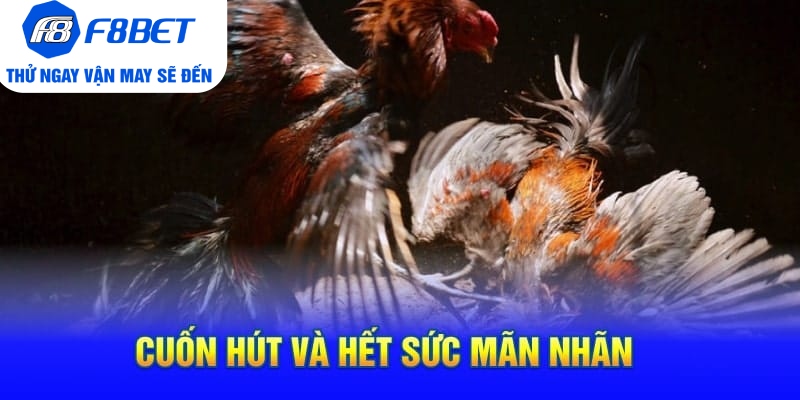 Toàn Bộ Thông Tin Về Đá Gà Cựa Dao Philippines Tại F8BET