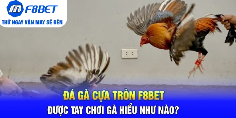Đá Gà Cựa Tròn F8BET Là Gì? Sảnh Trực Tiếp Gà Hàng Đầu 2026