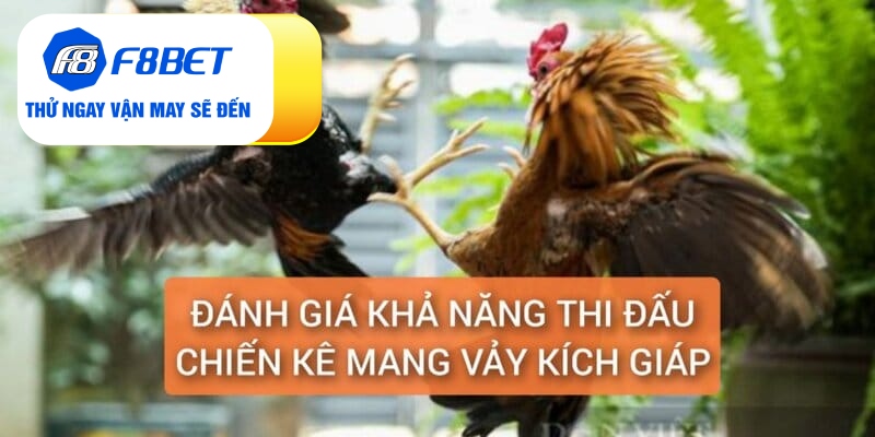 Vảy Gà Kích Giáp Là Gì? Đánh Giá Sức Chiến Đấu Chiến Kê - f8bet