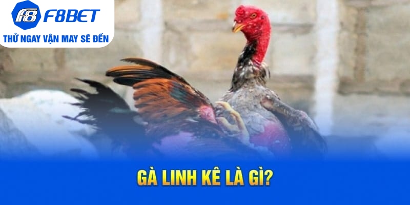 Cách Nhận Biết Gà Linh Kê Nhất Định Các Sư Kê Cần Nắm Rõ