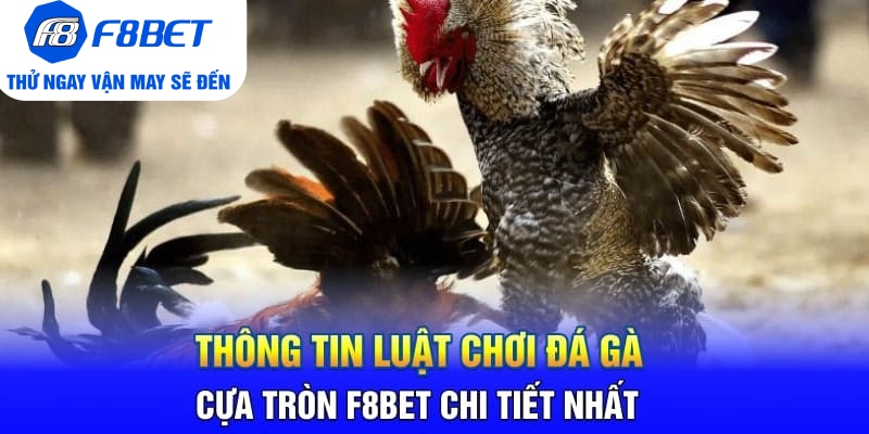 Đá Gà Cựa Tròn F8BET Là Gì? Sảnh Trực Tiếp Gà Hàng Đầu 2026