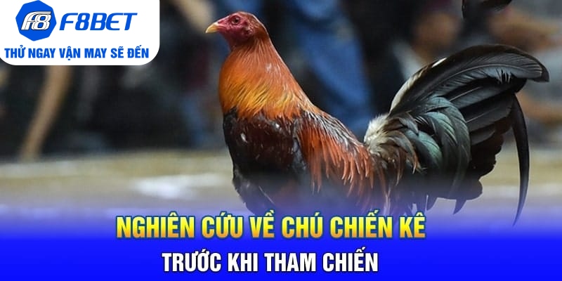 Toàn Bộ Thông Tin Về Đá Gà Cựa Dao Philippines Tại F8BET