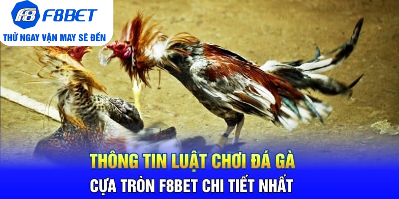 Đá Gà Cựa Tròn F8BET Là Gì? Sảnh Trực Tiếp Gà Hàng Đầu 2026