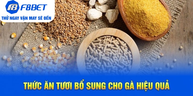 Top 7 Loại Thức Ăn Cho Gà Đá Chất Lượng Trên Thị Trường