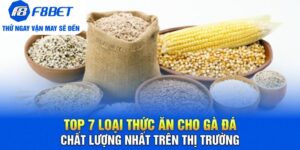 Đá Gà F8bet | Sảnh Cược Gà Đá Uy Tín Cho Các Kê Thủ