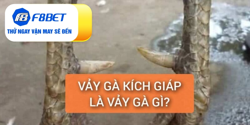 Vảy Gà Kích Giáp Là Gì? Đánh Giá Sức Chiến Đấu Chiến Kê - f8bet