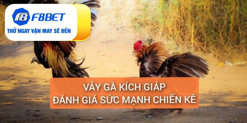 Vảy Gà Kích Giáp Là Gì? Đánh Giá Sức Chiến Đấu Chiến Kê - f8bet