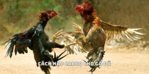 Đá Gà F8bet | Sảnh Cược Gà Đá Uy Tín Cho Các Kê Thủ