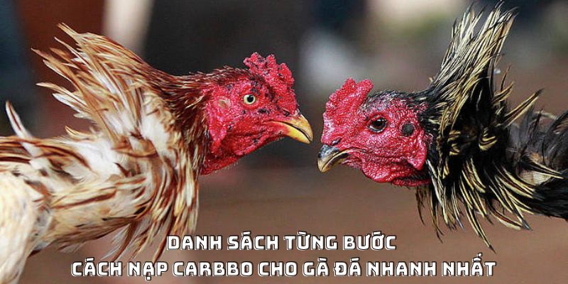 Cách Nạp Carbo Cho Gà Đá Hiệu Quả Được Ưa Chuộng 2026